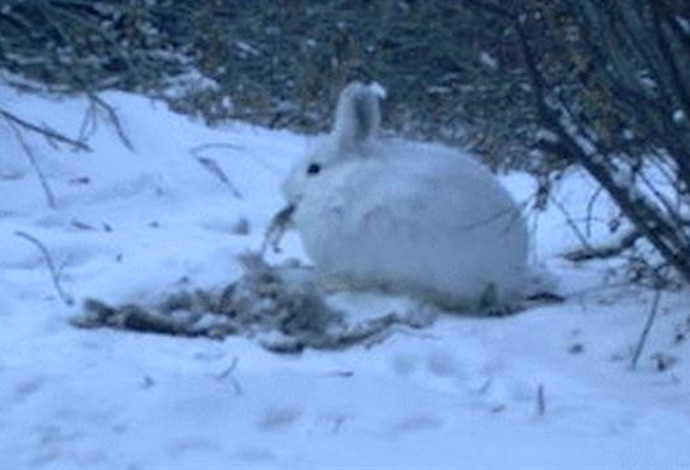 ארנבים קניבלים (צילום:  נשיונל ג'יאוגרפיק)