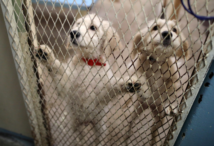 כלבים שעברו התעללות (צילום:  רויטרס)