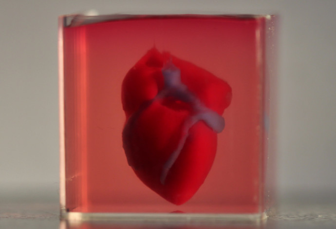 הדפסה תלת ממדית של לב אנושי בקנה מידה קטן מחומרים ותאים אנושיים. (צילום:  “3D printing of personalized thick and perfusable cardiac patches and hearts”; Noor et al.; Advanced)
