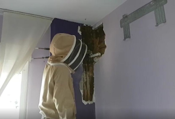גילו נחיל דבורים בחדר השינה (צילום:  La Vanguardia/youtube)