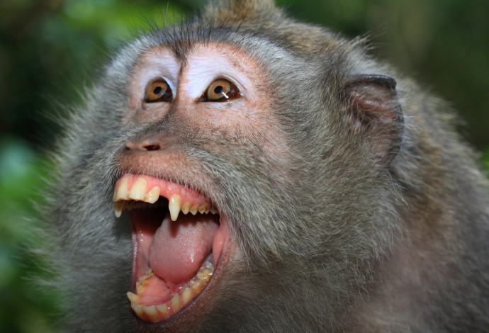 קוף (צילום:  ingimage ASAP)