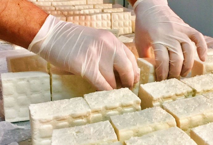 הכנת גבינת פטה (צילום:  סיגל שוורצשטיין)
