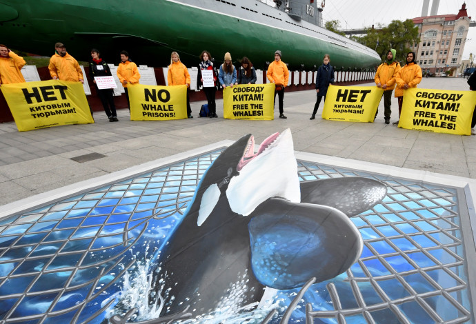 הפגנה למען שחרור הלוויתנים (צילום:  רויטרס)