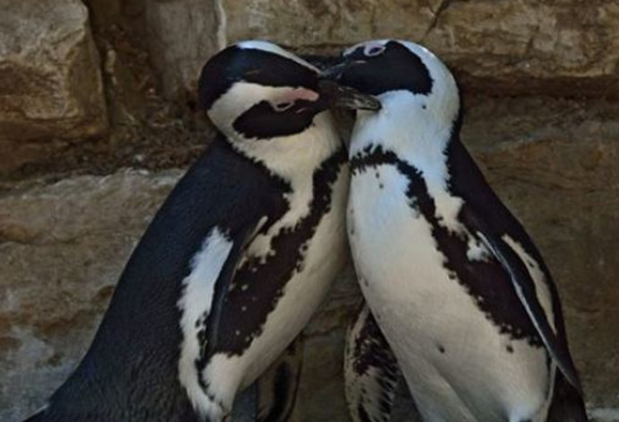 זוג הפינגווינים ביל ומנטה  (צילום:  טיבור יגר)