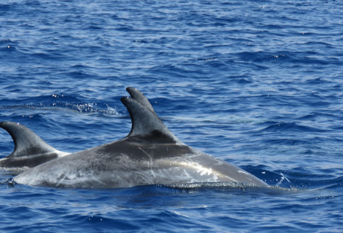 דולפינים במפרץ אילת (צילום:  ערן גיסיס, רשות הטבע והגנים)