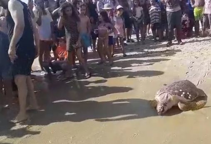 אחד הצבים משוחרר לים (צילום:  מאיה חכמון קדוש, רשות הטבע והגנים)