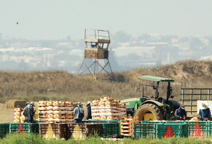 חקלאים בעוטף עזה (צילום:  רויטרס)