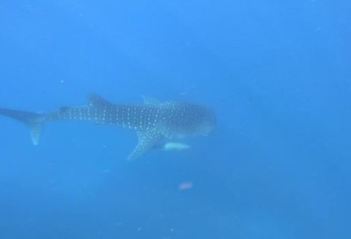 כריש לווייתן (צילום:  עמרי יוסף עומסי, רשות הטבע והגנים)