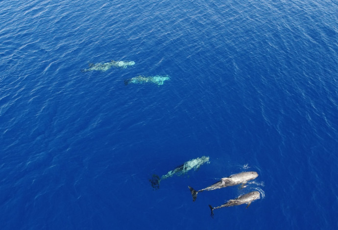 דולפינים במפרץ אילת (צילום:  חן טופיקיאן, רשות הטבע והגנים)