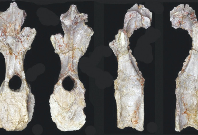 עצמות הדינוזאור האפריקאי (צילום:  Natural History Museum,)