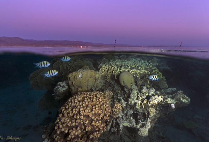 שונית האלמוגים במפרץ אילת בשעת שקיעה (צילום:  תום שלזינגר)