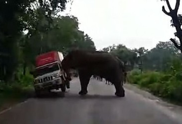 פיל בהודו דוחף רכב (צילום:  צילום מסך: דיילי מייל)