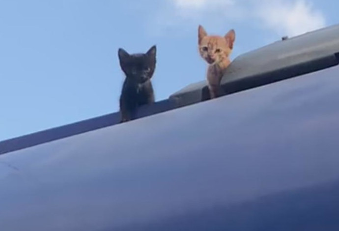 החתולים על הגג (צילום:  דוברות רכבת ישראל)