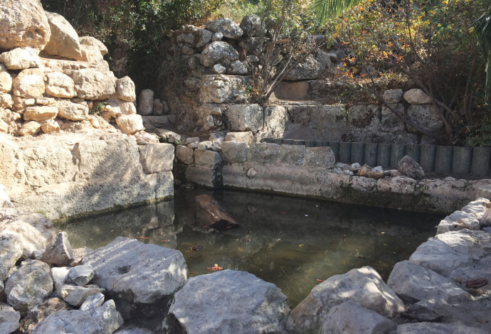 עין תמר (צילום:  רשות הטבע והגנים)