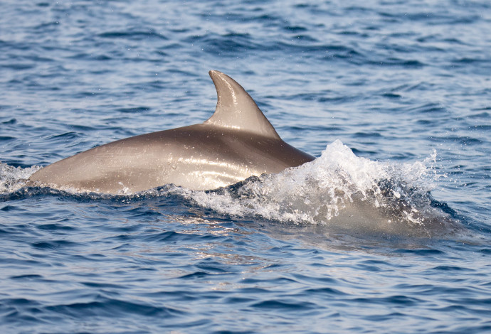 דולפין (צילום:  גיא לויאן, רשות הטבע והגנים)