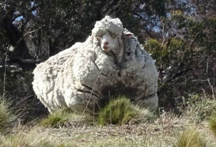 כריס הכבש ששבר שיא עולם (צילום:  צילום מסך)