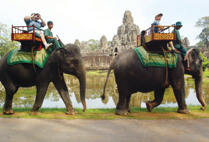 פילים באנגקור (צילום:  רויטרס)