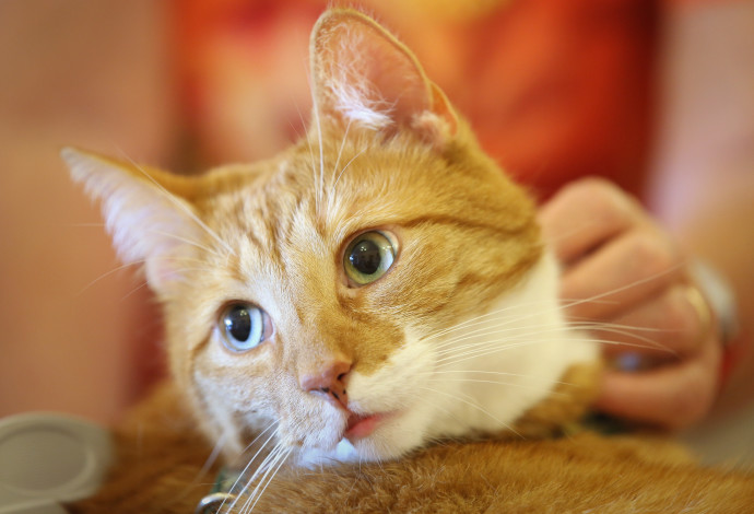 חתול ג'ינג'י (צילום:  Sean Gallup/Getty Images)