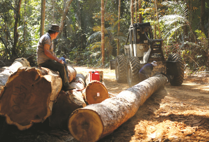 כריתת עצים באמזונס (צילום:  רויטרס)