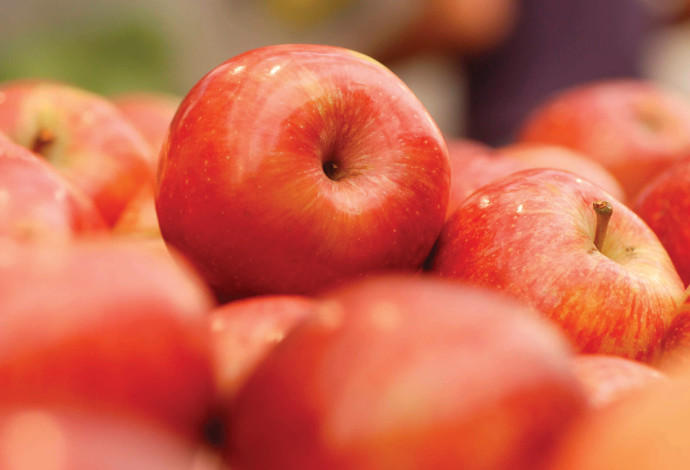 תפוחים (צילום:  אורן פיקסלר, פלאש 90)