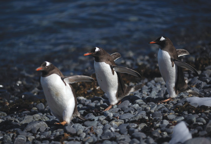פינגווינים באנטרקטיקה (צילום:  רויטרס)