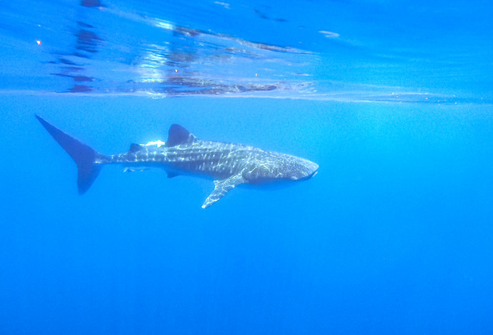 כריש לווייתן במפרץ אילת (צילום:  עמרי עומסי, רשות הטבע והגנים)