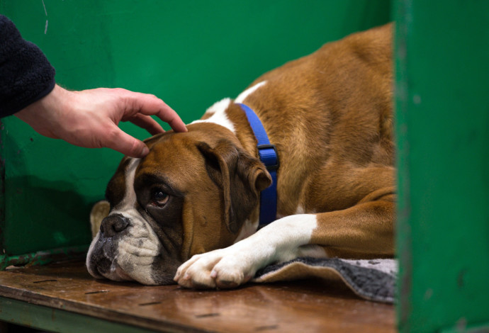 כלב בוקסר, אילוסטרציה (למצולם אין קשר לנאמר בכתבה) (צילום:  OLI SCARFF/AFP via Getty Images)