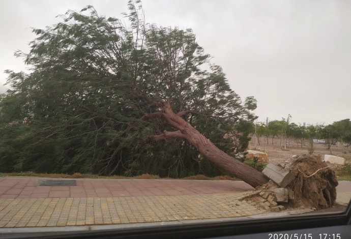עץ שנעקר ממקומו בשל הרוחות העזות סמוך לאילת (צילום:  נעמה בן עמי פישר, החברה להגנת הטבע)