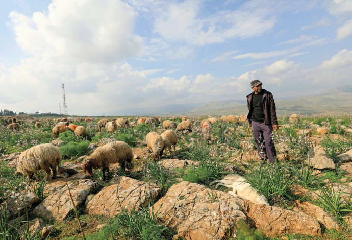 רועה צאן פלסטיני בצפון בקעת הירדן (צילום:  EMMANUEL DUNAND/AFP via Getty Images)