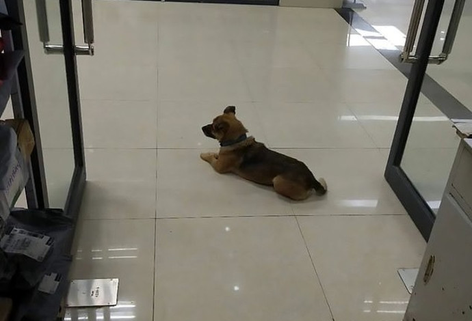 הכלב שאובאו בביה"ח בוואהן (צילום:  צילום מסך פייסבוק)