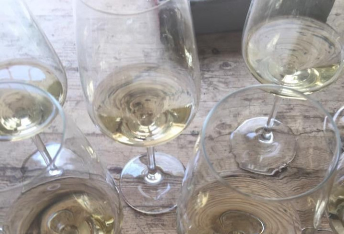 טעימת יינות לבנים   (צילום:  סנהדרינק)