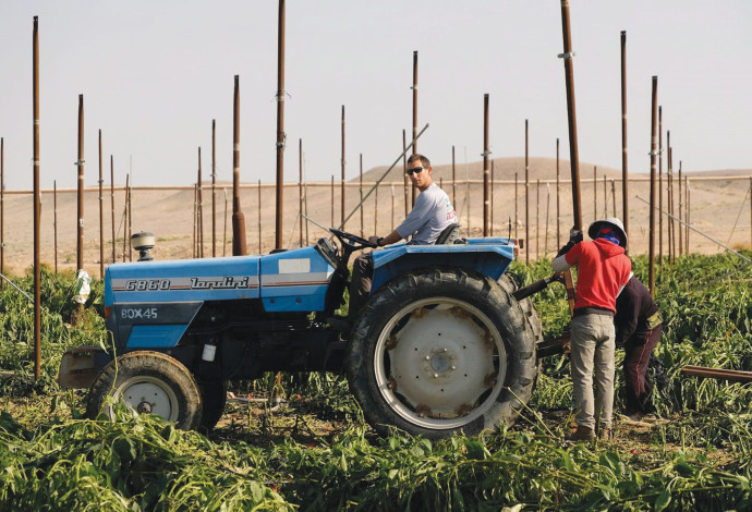 חקלאות בערבה (צילום:  חוות בית השיטין)