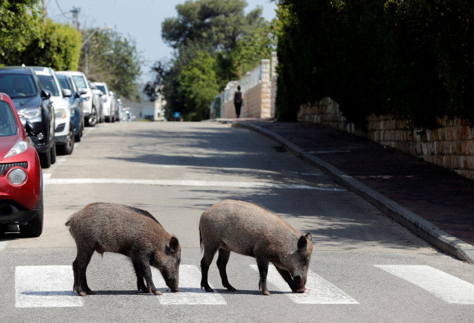 חזירי בר בחיפה (צילום:  רויטרס / רונן זבולון)