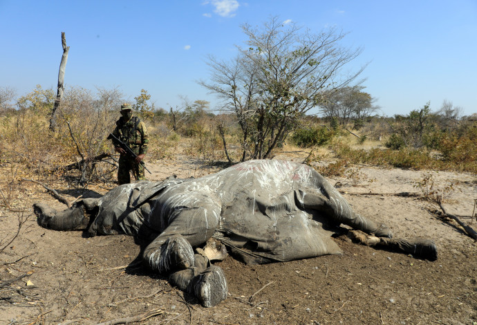 אחד הפילים שמתו בבוטסואנה (צילום:  רויטרס)
