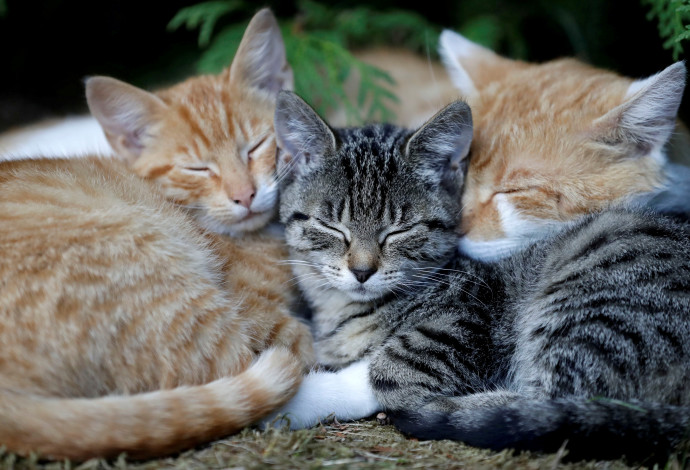 חתולים ישנים (צילום:  רויטרס)
