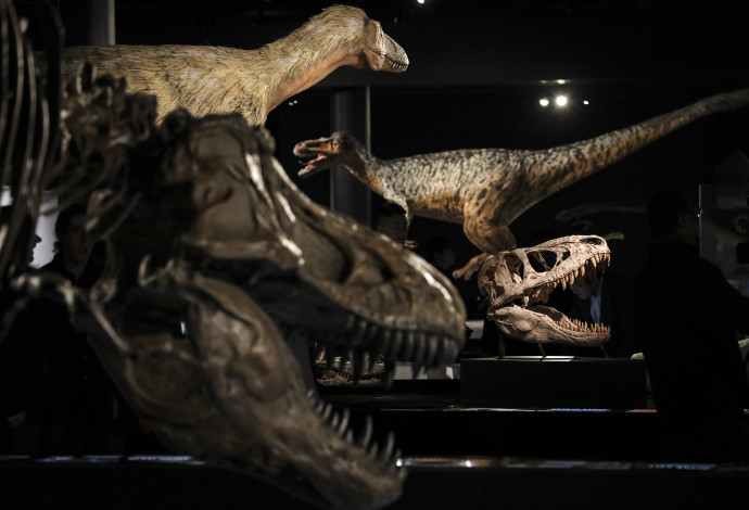 שלדים של דינוזאורים (צילום:  Getty images)