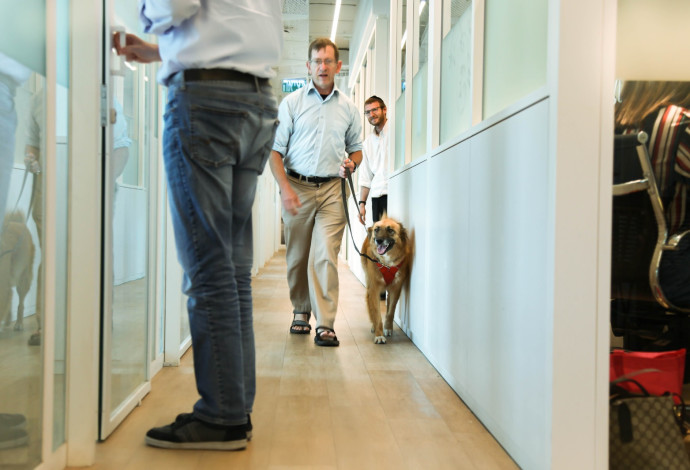 הכלבה דובי מגיעה למשרד עם הבעלים שלה, דיויד וקסמן (צילום:  אורית בן חיים)