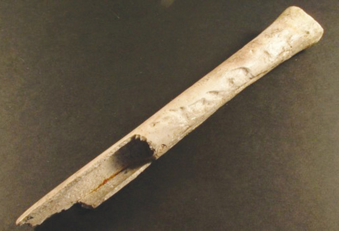 כלי נגינה העשוי מעצם ירך אנושית (צילום:  Wiltshire Museum)