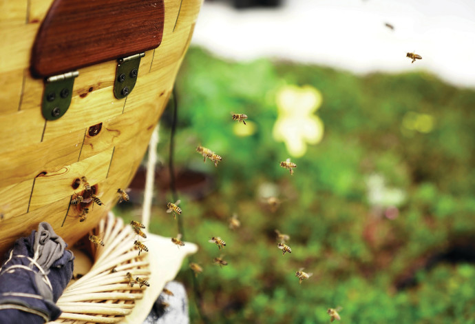 כוורת דבורים (צילום:  יותם איתן)