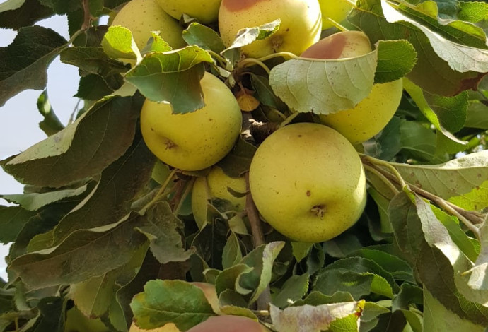 תפוחים שנפגעו מהחום הכבד ברמת הגולן (צילום:  מגדל פירות מרמת הגולן)
