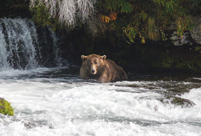 הדוב השמן ביותר באלסקה (צילום:  Katmai National Park and Preserve)