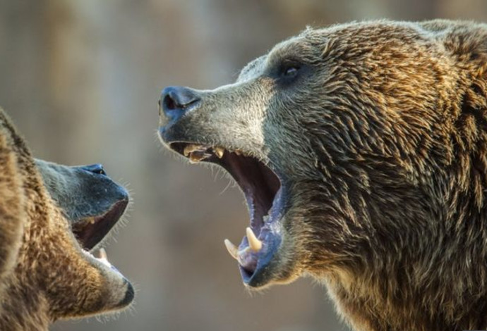 דובים, אילוסטרציה (צילום:  Getty images)