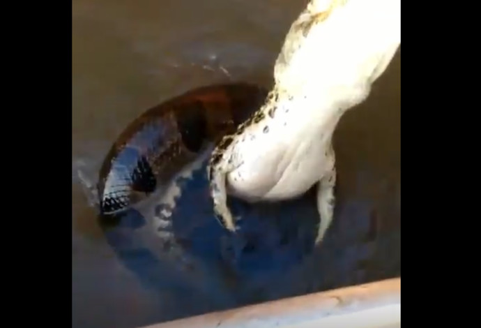 התנין והנחש שנשלפו מהמים (צילום:  צילום מסך אינסטגרם)