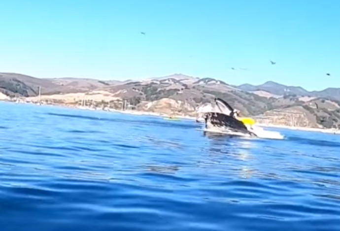 תקיפת הלוויתן את שתי החותרות בקיאק (צילום:  צילום מסך פייסבוק)