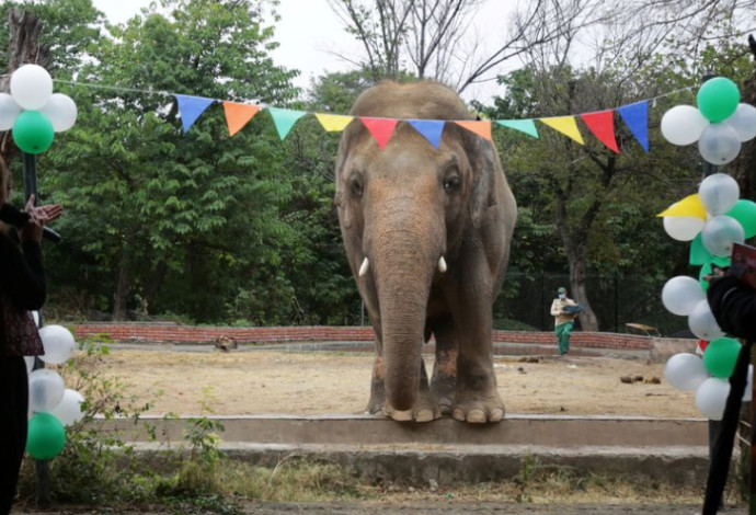 קוואן, הפיל שקיבל את התואר "הבודד ביותר בעולם" (צילום:  רויטרס)