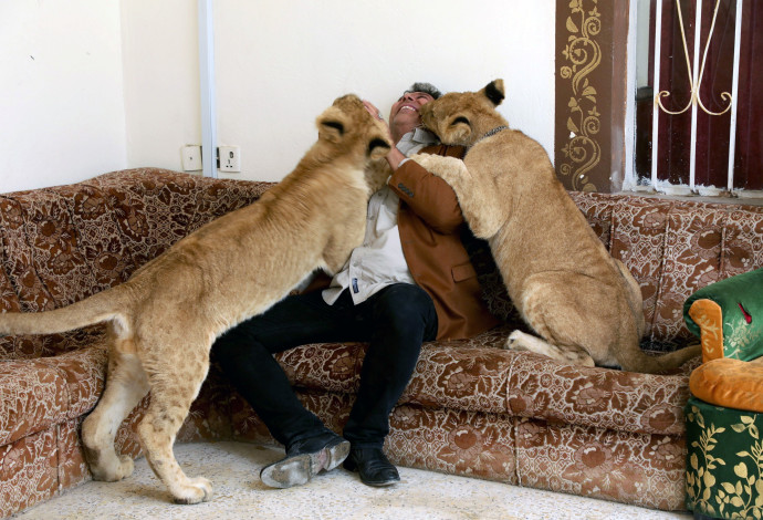 אל-מאראג'לה ואריות המחמד שלו (צילום:  רויטרס)