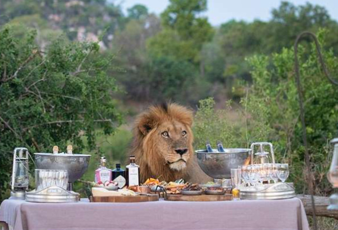האריה שהצטרף אל מסיבת היום הולדת  (צילום:  רשתות חברתיות)