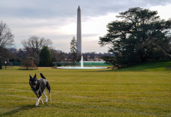 הכלב מייג'ור בבית הלבן (צילום:  רויטרס)