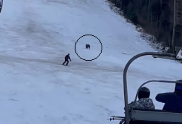 דוב רדף אחרי גולש סקי (צילום:  צילום מסך מתוך הפייסבוק)