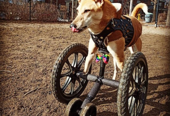 כלבה על גלגלים (צילום:  רשתות חברתיות)